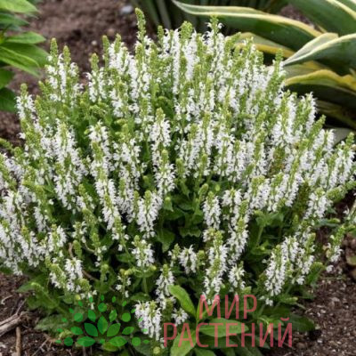 Шалфей белый (Salvia)