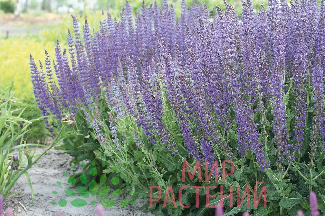 Шалфей дубравный Майнахт (Mainacht) 1 agropark-shop.ru