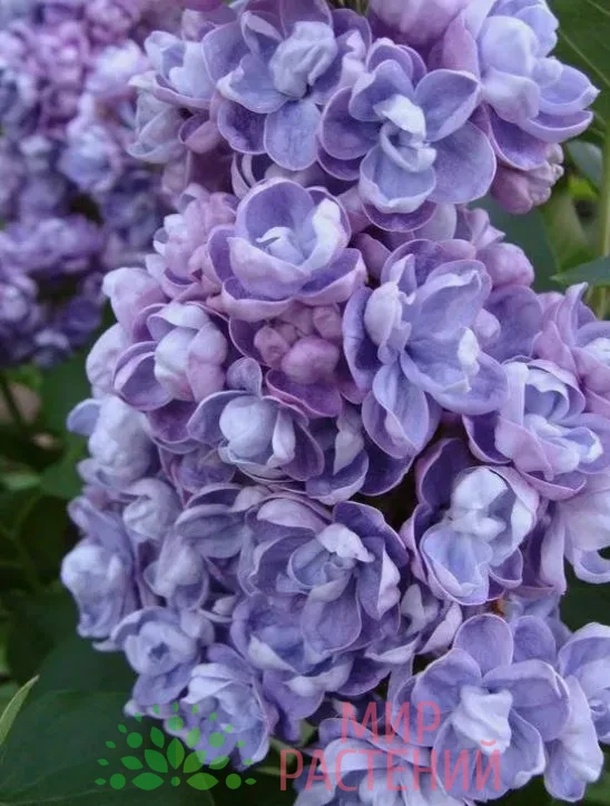 Сирень Ами Шотт 2 Сирень Ами Шотт