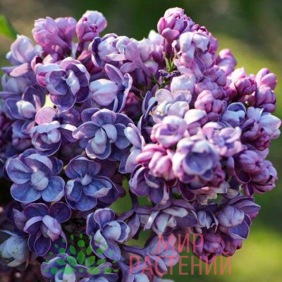 Сирень Ами Шотт