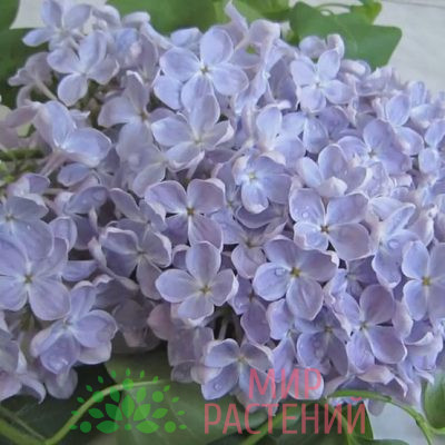 Сирень Ладога
