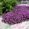 Тимьян ползучий Перпл Карпет (Purple Carpet)