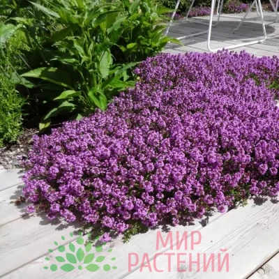 Тимьян ползучий Перпл Карпет (Purple Carpet)