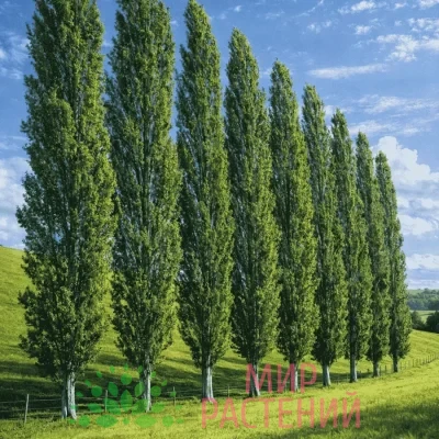Тополь пирамидальный (Populus)