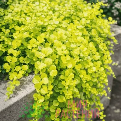Вербейник монетчатый Златовласка (Lysimachia nummularia Aurea)