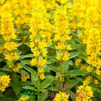 Вербейник точечный Голден Еллоу (Lysimachia punctata Golden Yellow)