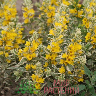 Вербейник точечный Вариегата (Lysimachia punctata Variegata)