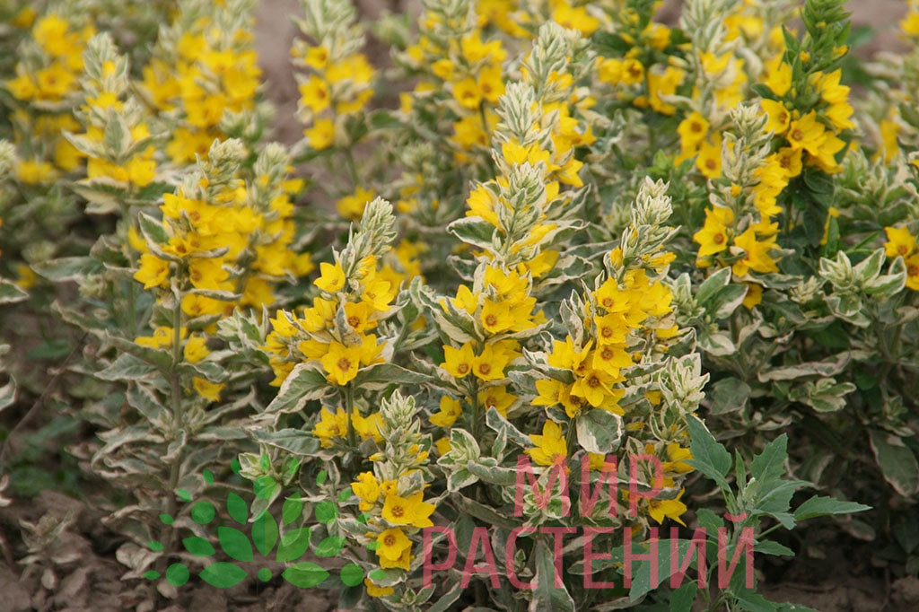 Вербейник точечный Вариегата (Variegata) 1 Вербейник точечный Вариегата (Lysimachia punctata Variegata)