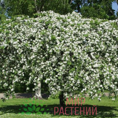 Яблоня Хювингиензис