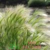 Ячмень гривастый (Hordeum jubatum)