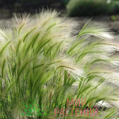 Ячмень гривастый (Hordeum jubatum)