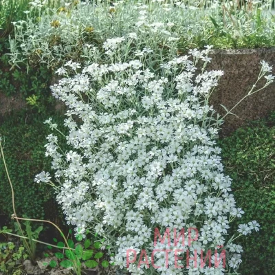 Ясколка Снежный ковёр (Cerastium)