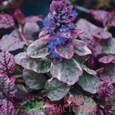 Живучка ползучая Бургунди Глоу (Ajuga reptans Burgundy Glow)