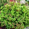 Ель обыкновенная Пуш (Picea abies 'Push')