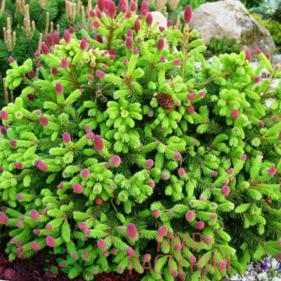 Ель обыкновенная Пуш (Picea abies 'Push')