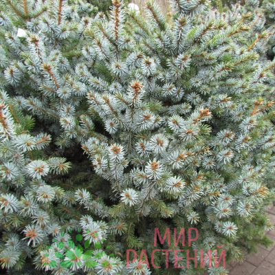 Ель ситхинская Нана (Picea sitchensis 'Nana')