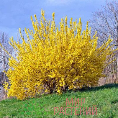 Форзиция промежуточная Линвуд Голд (Lynwood Gold)