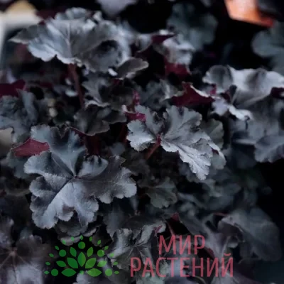 Гейхера гибридная Блэк Перл (Black Pearl)