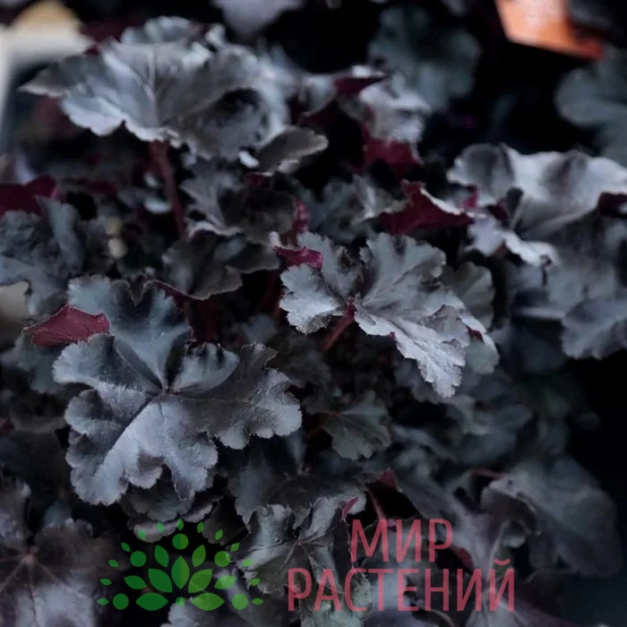 Гейхера гибридная Блэк Перл (Black Pearl) 1 Гейхера гибридная Блэк Перл (Black Pearl)