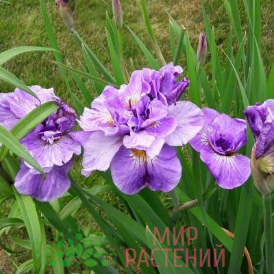 Ирис сибирский Пинк Парфайт (Pink Parfait)
