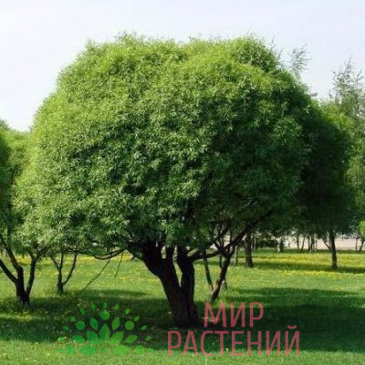 Ива ломкая Булата (Salix fragilis Bullata)