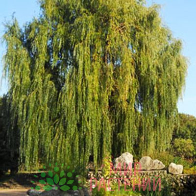Ива вавилонская Урал плакучая (Salix)