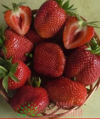 Клубника Скрябинское чудо