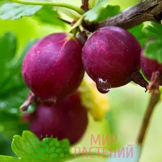 Крыжовник Северный капитан