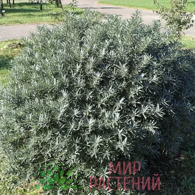 Облепиха крушиновидная Хикул (Hikul)