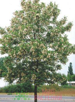 Робиния лжеакация Бессониана (Robinia pseudoacacia 'Bessoniana')