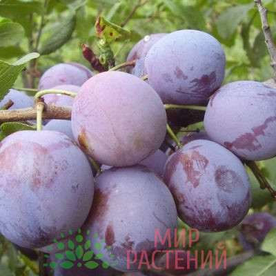 Слива Ренклод Мичуринский