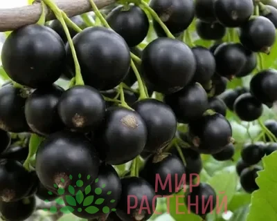 Смородина черная Селеченская 2