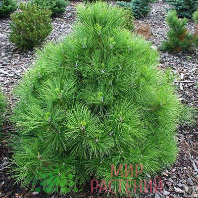 Сосна чёрная Нана (Pinus nigra 'Nana')