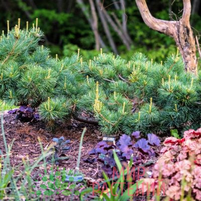 Сосна мелкоцветковая Фукузуми (Pinus parviflora 'Fuku-zu-mi')