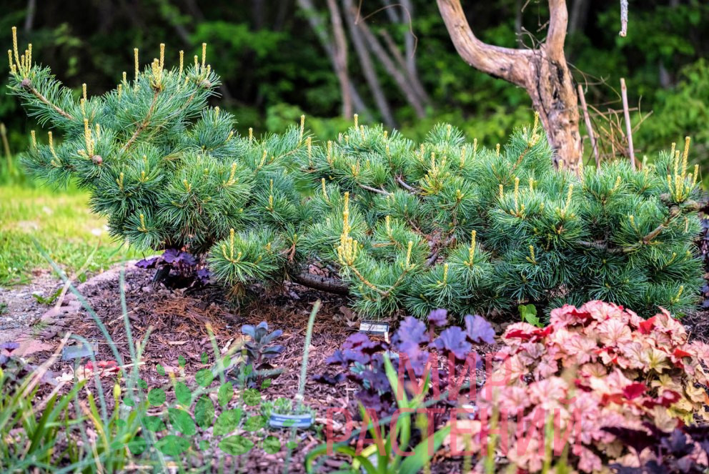 Сосна мелкоцветковая Фукузуми (Pinus parviflora 'Fuku-zu-mi') 1 Сосна мелкоцветковая Фукузуми (Pinus parviflora 'Fuku-zu-mi')