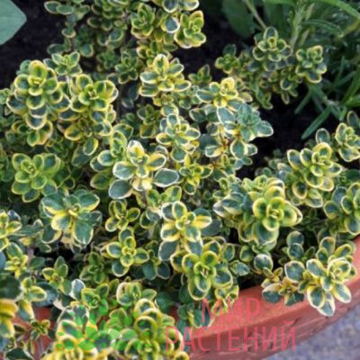 Тимьян лимонный Мистик Лемон (Thymus × citriodorus 'Mystic Lemon')