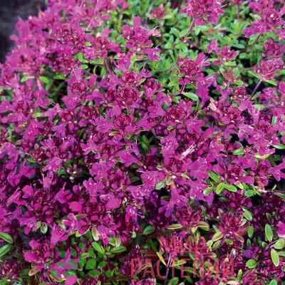 Тимьян ранний Крипинг Рэд (Thymus praecox 'Creeping Red')
