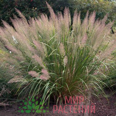 Вейник коротковолосистый (Calamagrostis brachytricha)