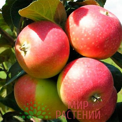 Яблоня Елена