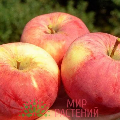 Яблоня Орловим