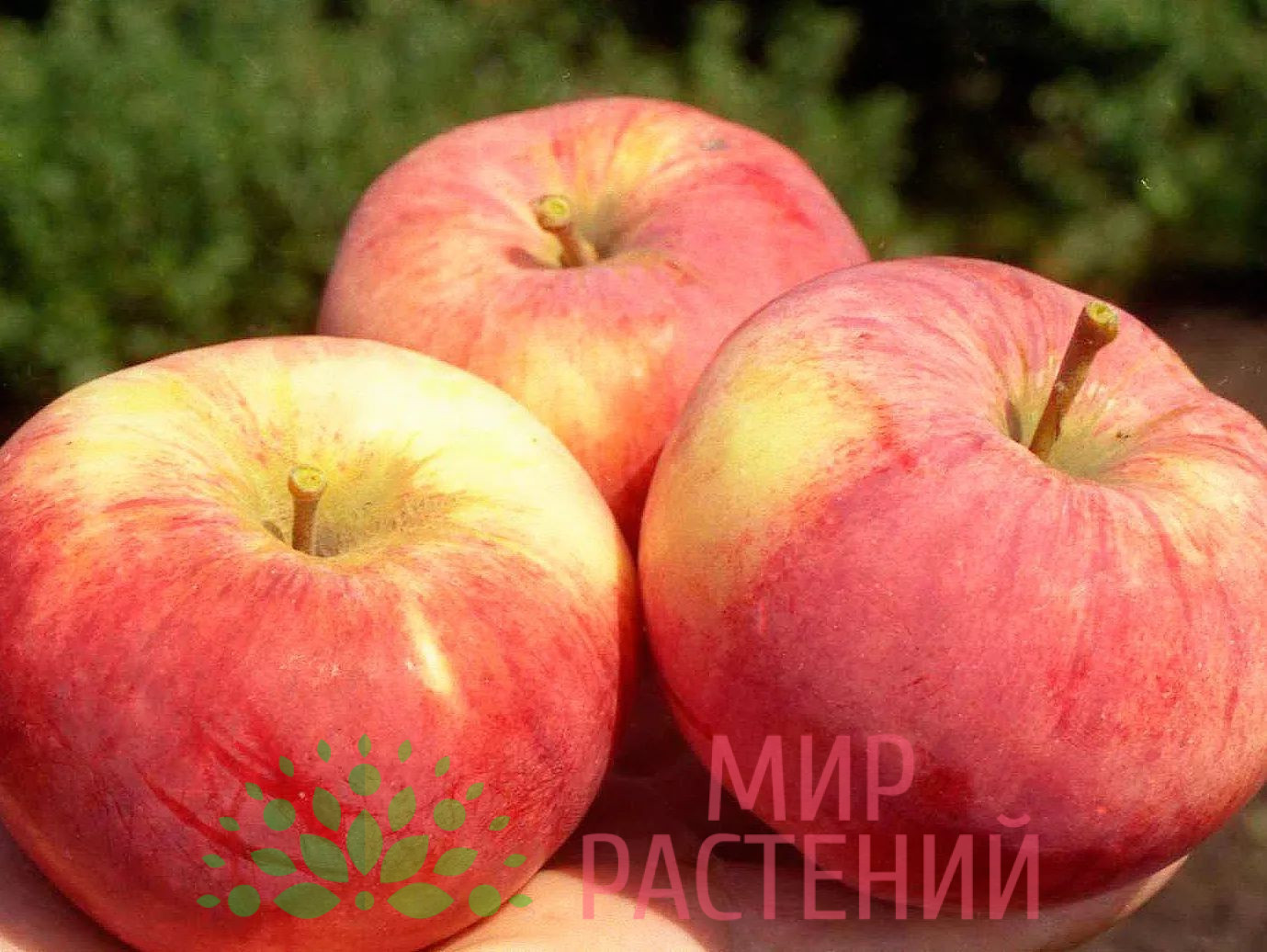 Яблоня Орловим 1 Яблоня Орловим