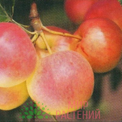 Яблоня Подруга