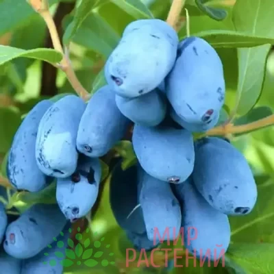 Жимолость Клубничная Сенсация