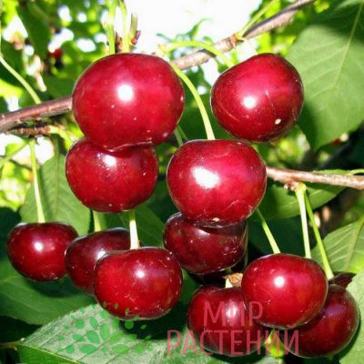 Черевишня Эффектная (Дюк)