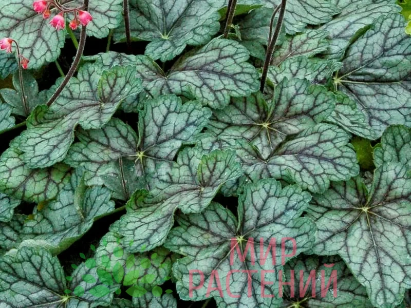 Гейхера Пепперминт Спайс (Peppermint Spice) 1 Гейхера Пепперминт Спайс (Peppermint Spice)