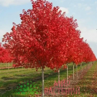 Клён красный Ред Сансет (Red Sunset)