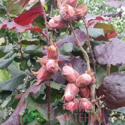 Лещина краснолистная (Corylus avellana 'Purpurea')