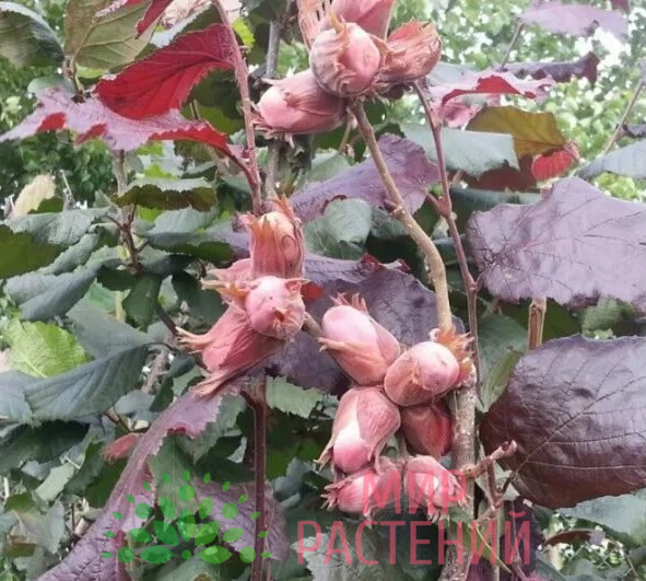 Лещина краснолистная (Corylus avellana 'Purpurea') 1 Лещина краснолистная (Corylus avellana 'Purpurea')