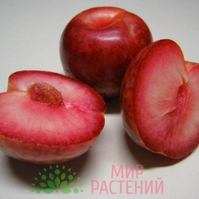 Слива Плумкот Ред Вельвет