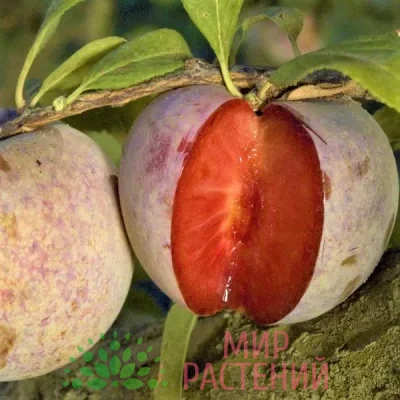 Слива Плуот Дапл Данди